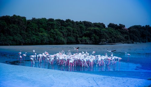 rasalkhor  flamingo  dubai