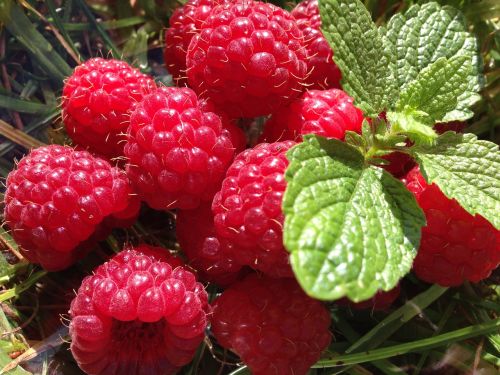 rasberry garden fruit