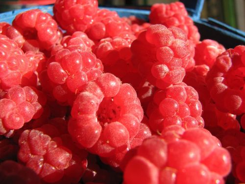 raspberries berry red