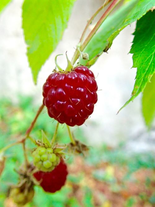 raspberries berries himbeerstrauch
