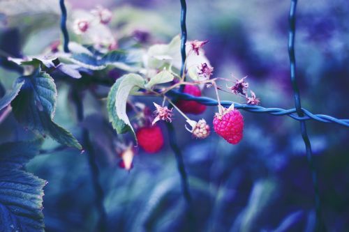 raspberries bush sad