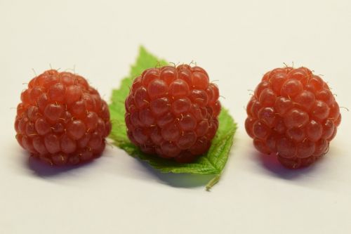 raspberries red fruits
