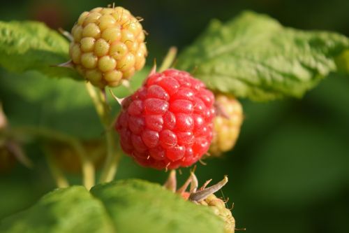 raspberries garden fruit