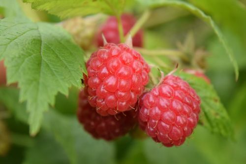 raspberries red fruits