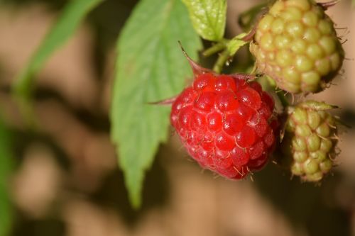 raspberries close fruit