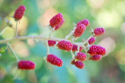 raspberries bush red