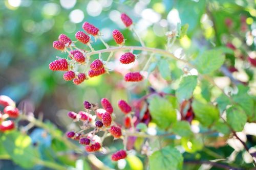 raspberries bush red