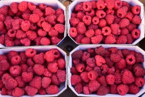 raspberries berries fruits