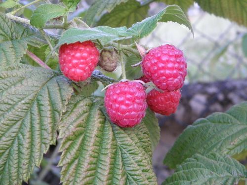 raspberries berries frisch