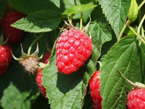 raspberries fruit fruits