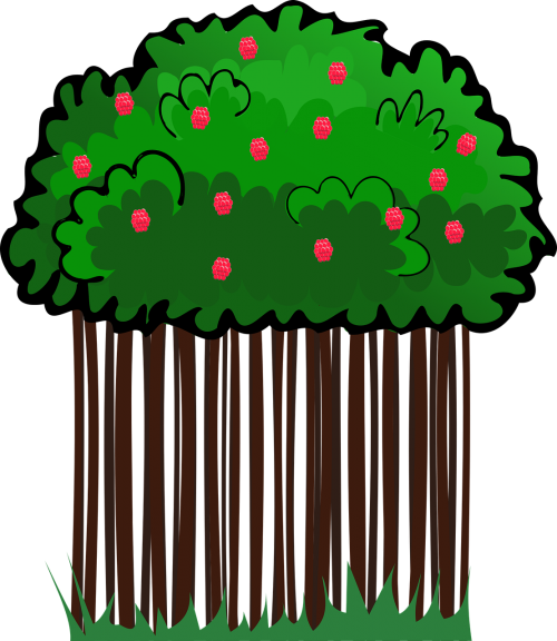 raspberries vector nature