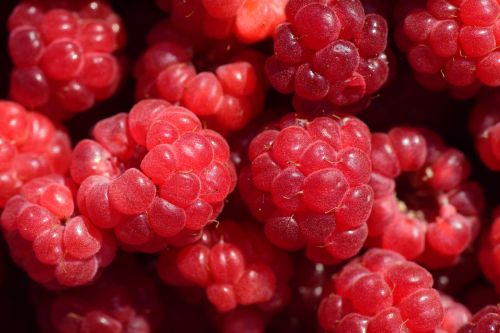 raspberries close red