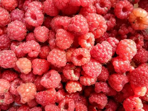 raspberries fruit red