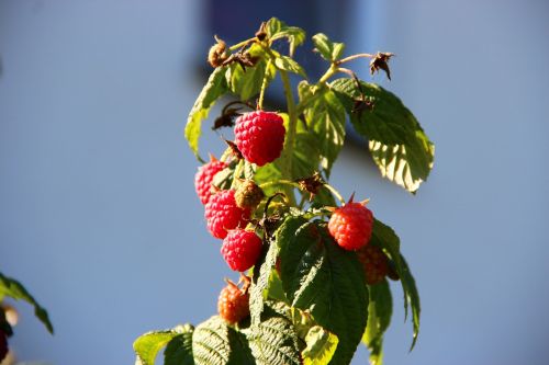 raspberries berries autumn