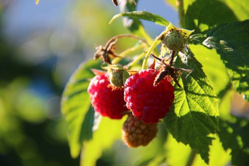 raspberries berries fruits