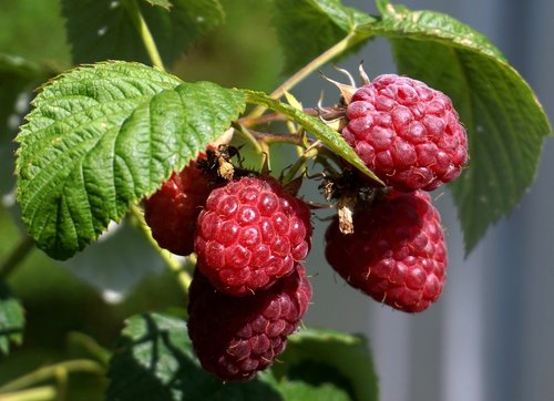 raspberries  ripe  red