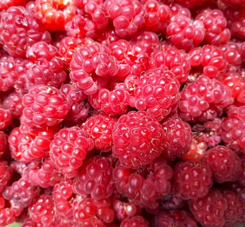 raspberries  fruit  nature