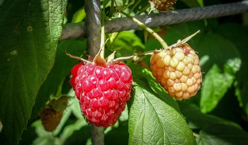 raspberries  himbeerstrauch  ripe