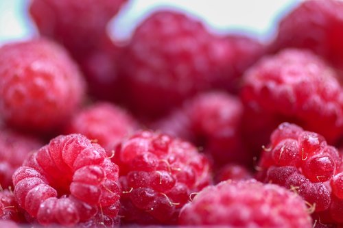 raspberries  raspberry  berry