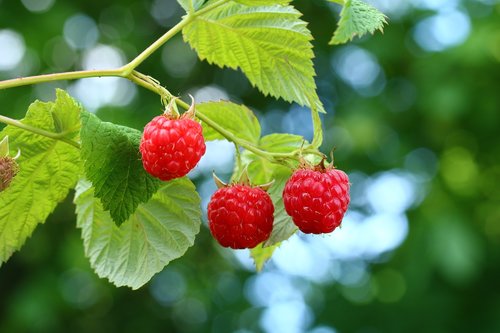 raspberries  mature  fruit