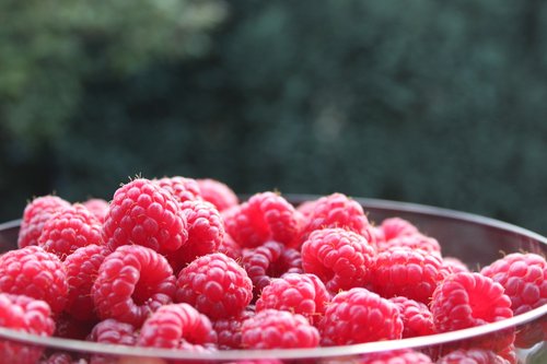 raspberries  fruit  fruits