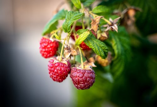 raspberries  berries  fruit