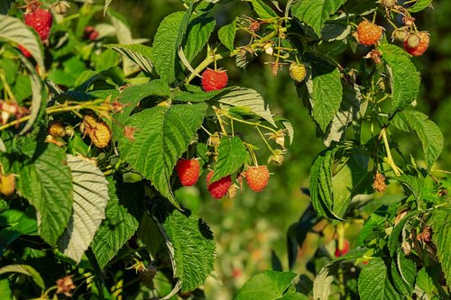raspberries  himbeerstrauch  fruit