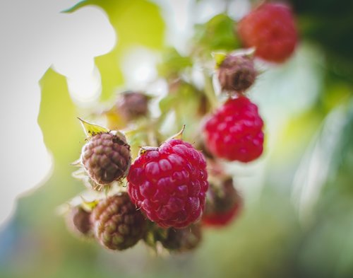 raspberries  himbeerstrauch  growth mature