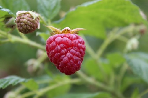 raspberries  fruit  fresh