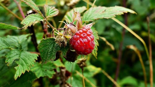 raspberries  nature  fruit