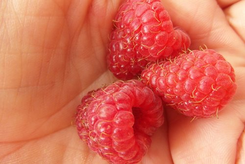 raspberries  red  fruit