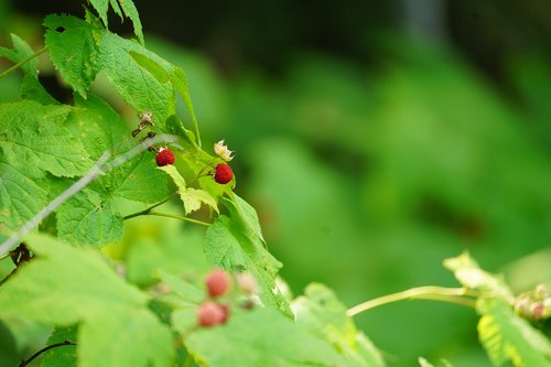 raspberries  berries  leaves