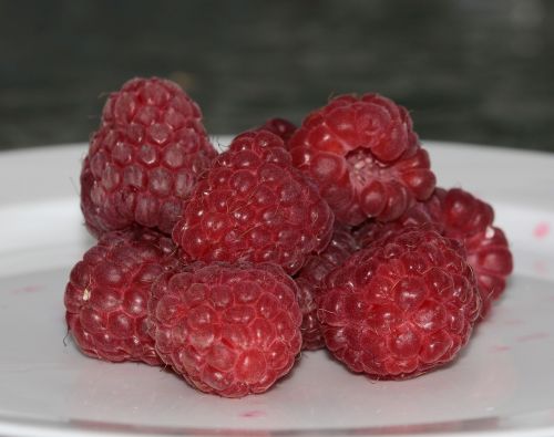 raspberries rubus idaeus berries
