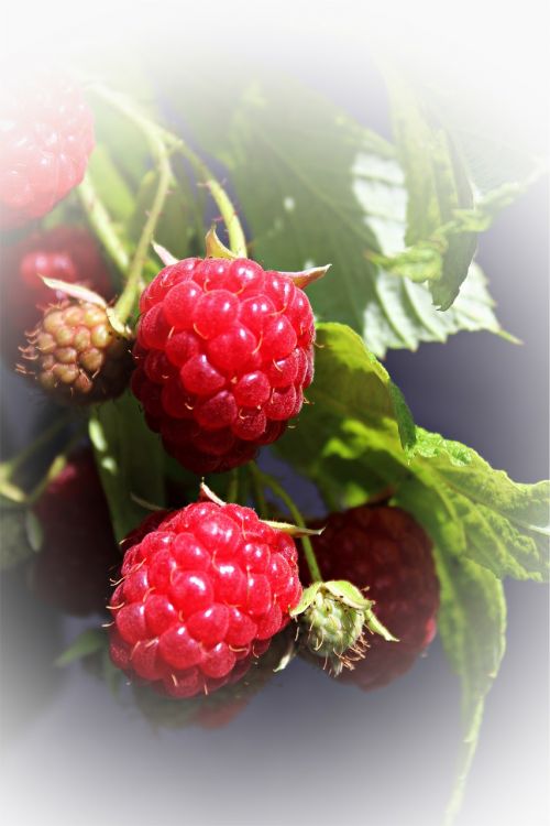 raspberries garden soft fruit