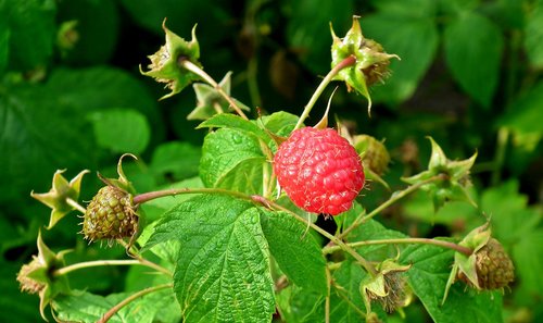 raspberries  fruit  vitamins