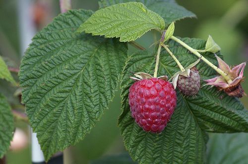 raspberries mature fruit