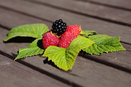 raspberries blackberry foliage