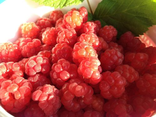raspberries berry red
