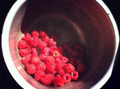 raspberries summer red