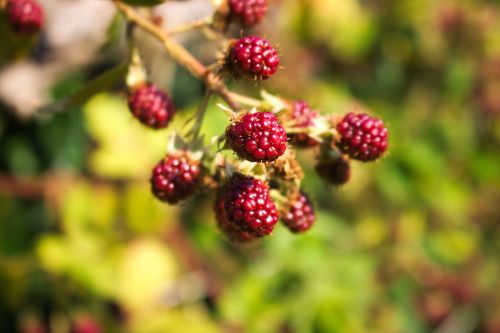 raspberries berries fruit