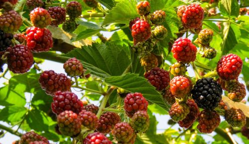 raspberries fruit fruits