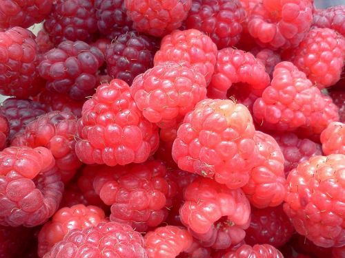 raspberries fruit food