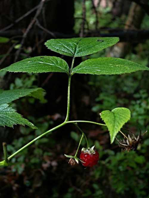 raspberry forest fetus