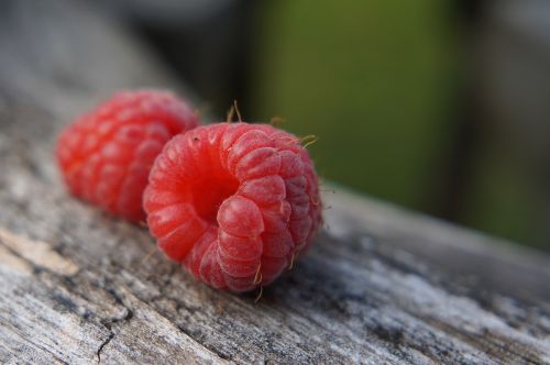 raspberry fruit red