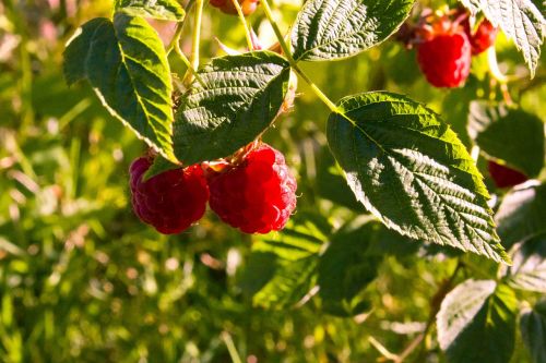 raspberry sun fruits