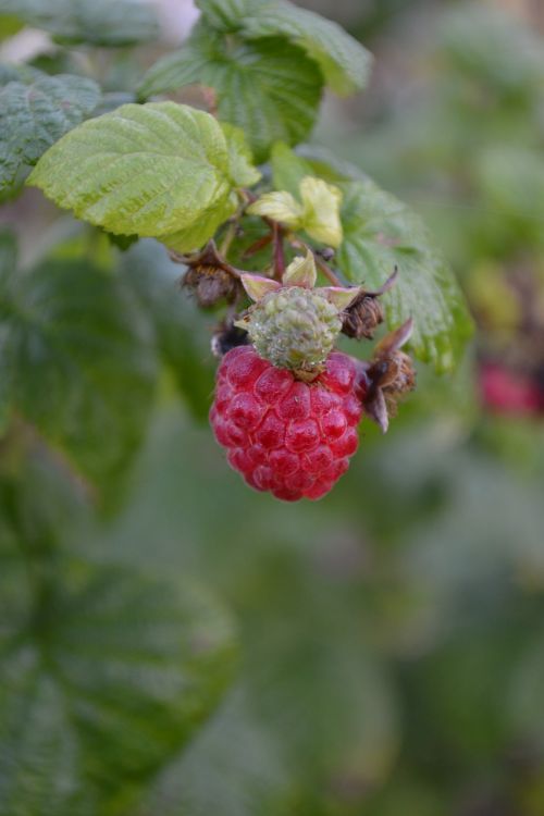 raspberry ripe immature