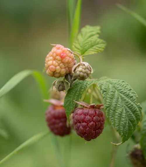 raspberry fruit fruits