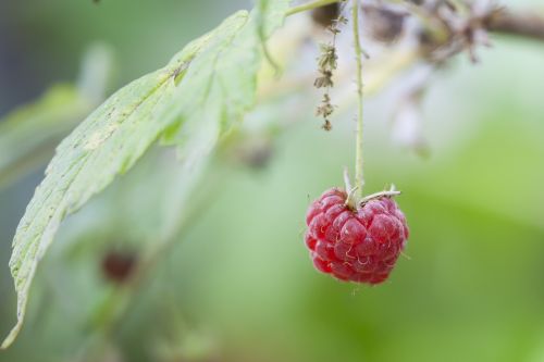 raspberry red fruits