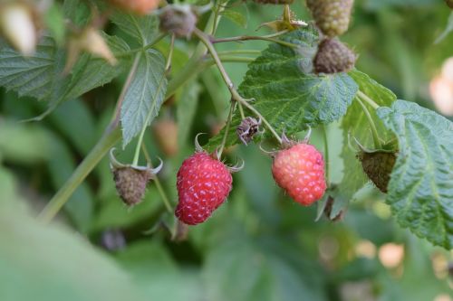 raspberry red nature