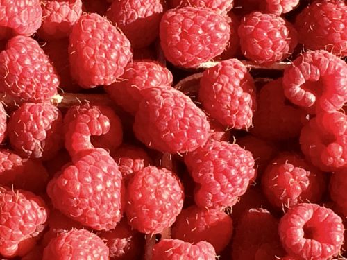 raspberry fruit berries
